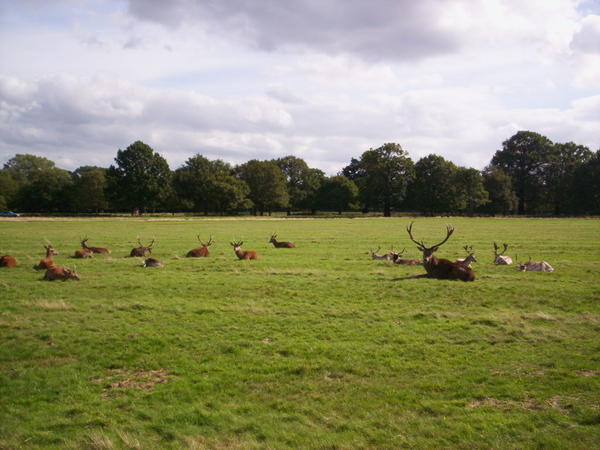 The Deer Posse, Richmond Park, London