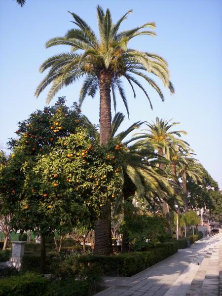 Palm Trees & Orange Trees, Seville