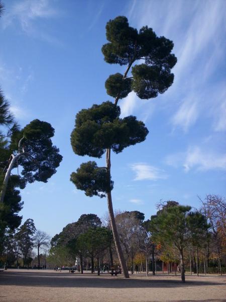 Random Tree in Buen Retiro Park, Madrid