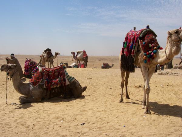 Camels at the Pyramids (sorry, I cut his nose off!), Giza