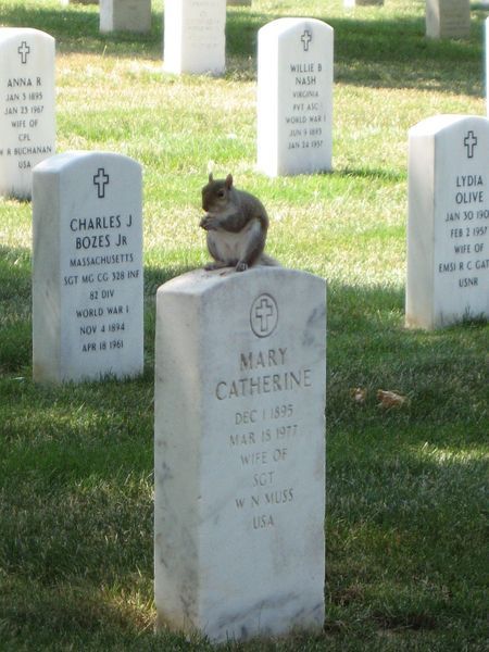 Squirrel Memorials, Arlington Cemetery