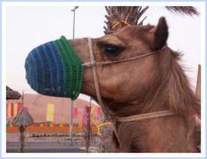 Yay - a Camel (with spitguard)