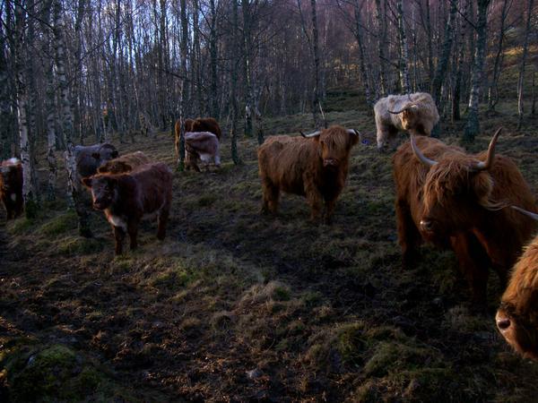 'Hairy Koos' - Scottish Hairy Cows