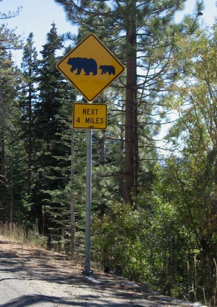 Look Out for Bears!