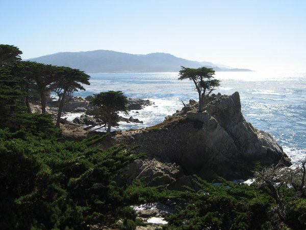The Lone Cypress, 17 Mile Drive, Monterey