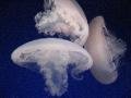 Jellyfish, Monterey Bay Aquarium, Monterey