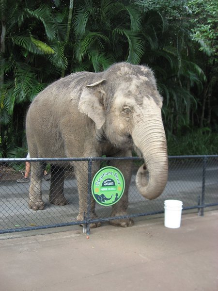 Elephant Feeding Time, Australia Zoo