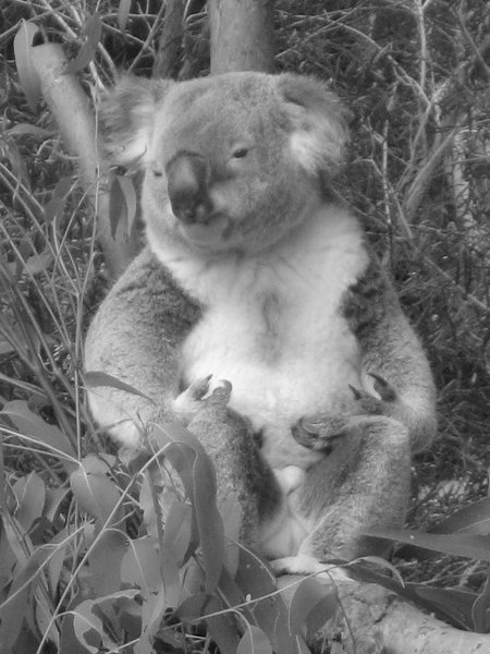 A Koala (just hanging out), Australia Zoo