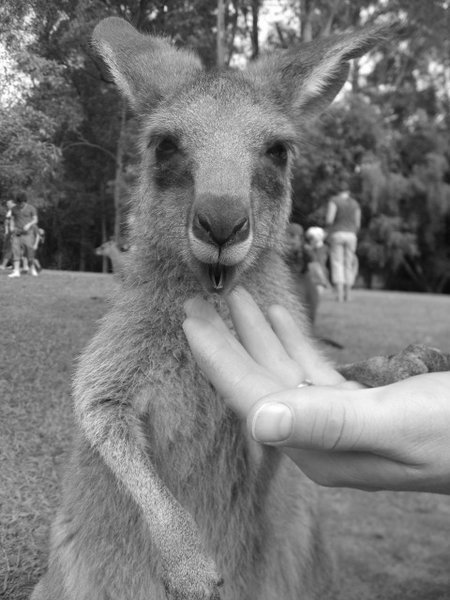 Up Close & Personal with a Kangaroo!