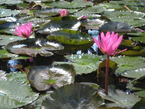Lillypads in the Botanical Gardens, Brisbane