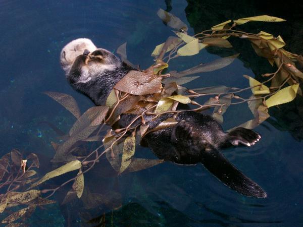 Sea Otter Sleeping on his Back at the Oceanarium, Lisbon