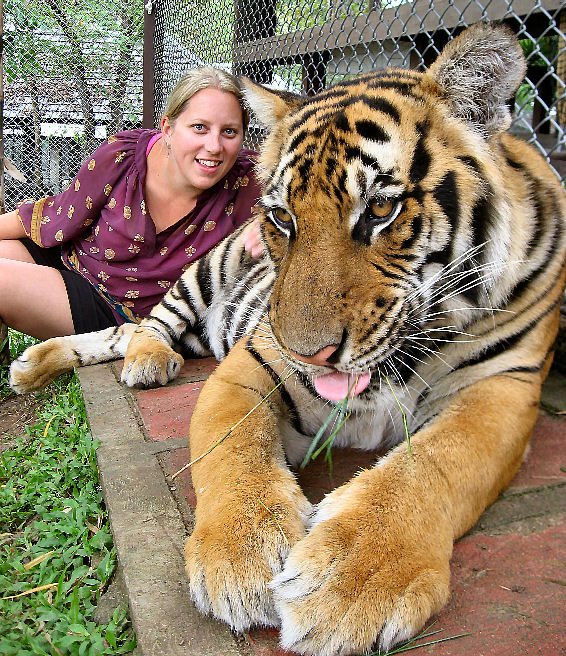 Toni and a giant tiger, Tiger Kingdom, Chiang Mai | Photo