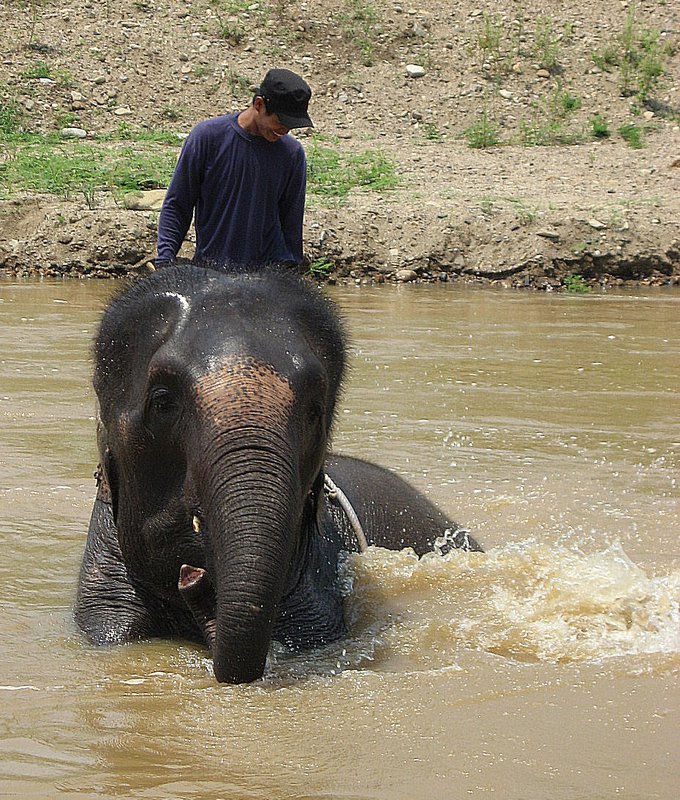 The elephant and her mahout, Pai, Thailand
