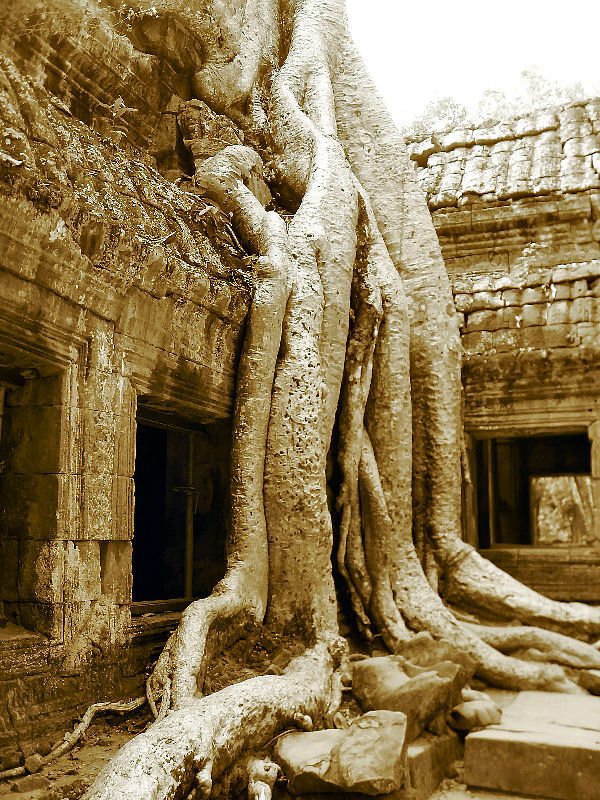 Ta Prohm, Angkor Archaeological Park, Siem Reap