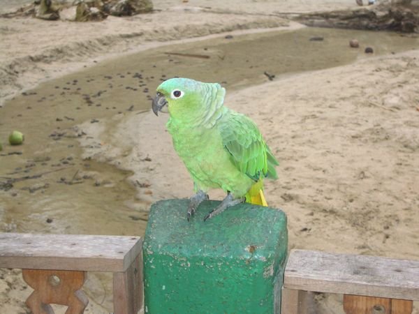 Der mehrsprachige Papagei