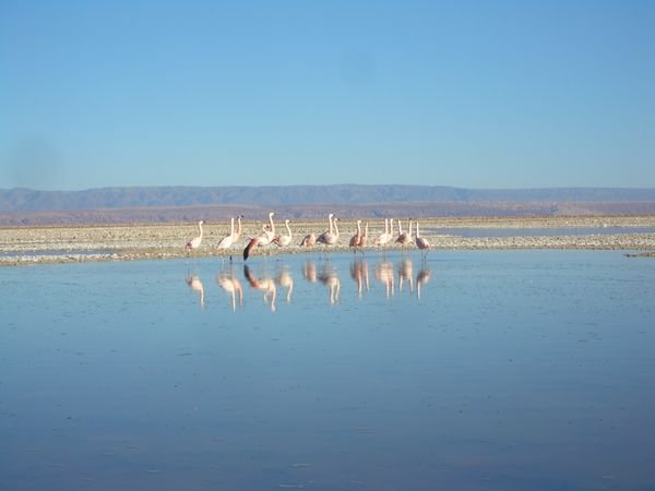 Flamingos in der Wuestenlagune