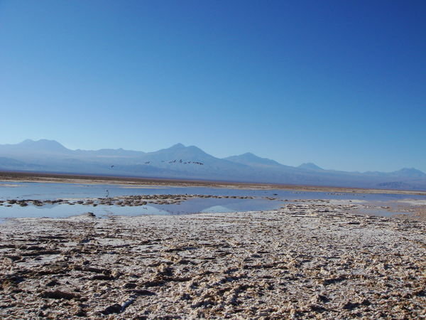 Salzlagune in der Atacama Wueste