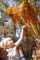 Buddy picking dates at the oasis