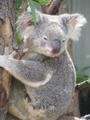 Koala sanctury, Hamilton Island