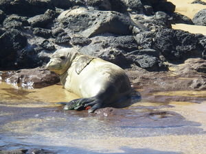 Our monk seal friend