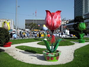 Tulips of Istanbul