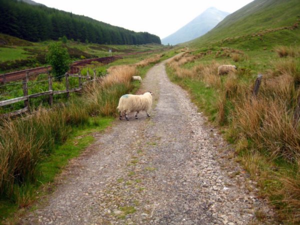 West Highland Way: Tyndrum to Bridge of Orchy