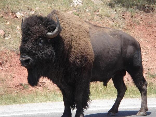 Buffalo Crossing Traffic Jam