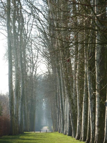 Corridor of Trees