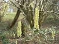 some catkins
