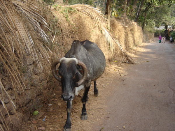 A cow? A buffalo? Lanes of Old Goa