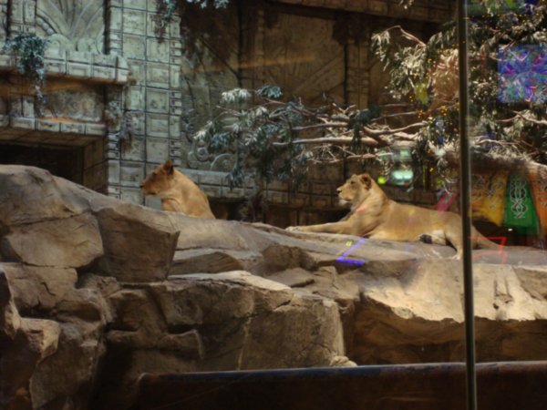 Lions at MGM
