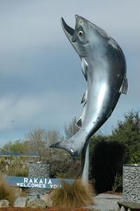 Salmon - King of Rakaia River