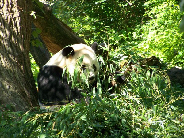 Look at the Panda! 