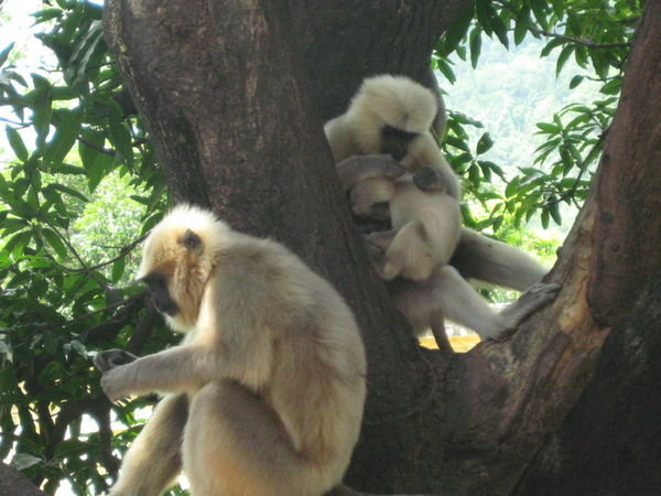 Rishikesh's monkeys