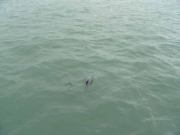 The best photo i could get of the Hector Dolphins