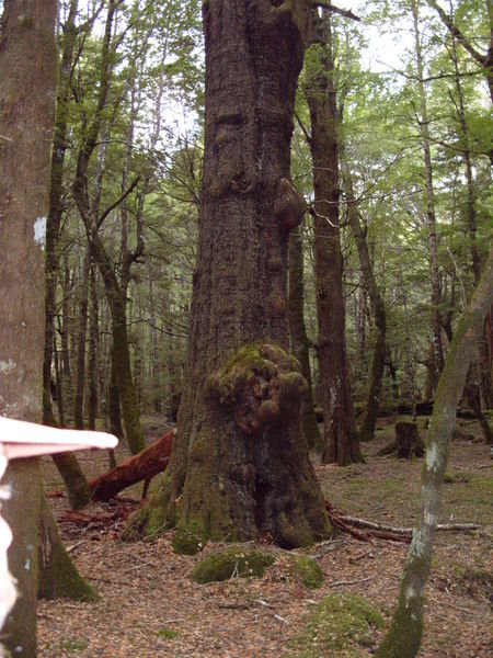 One of the trees that Treebeard is based on