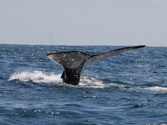 whale watching 2
