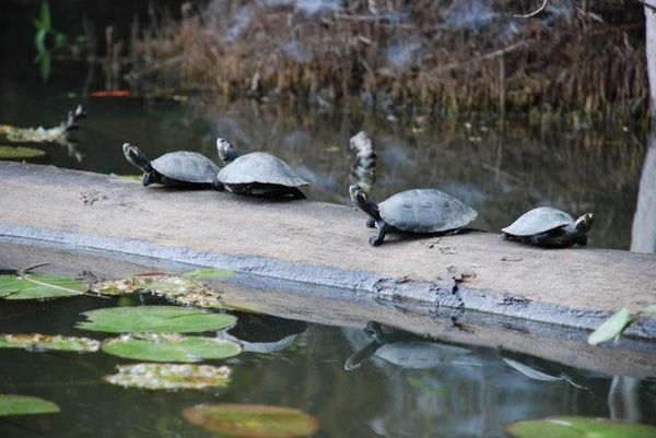 more turtles