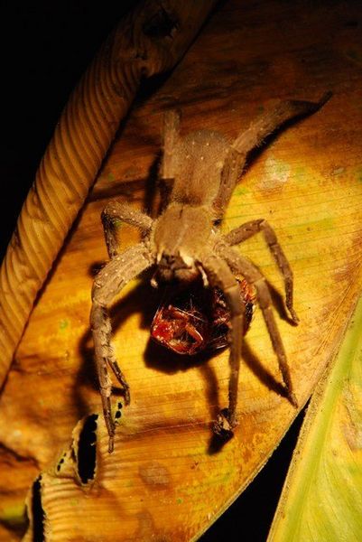 another massive spider eating a cockroach