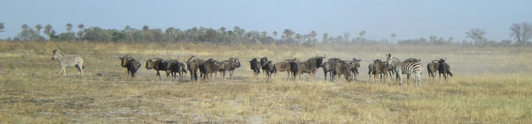 Herd of wildabeast & zebras