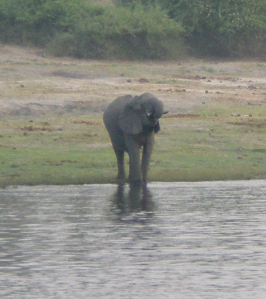 Elephant spraying itself with water