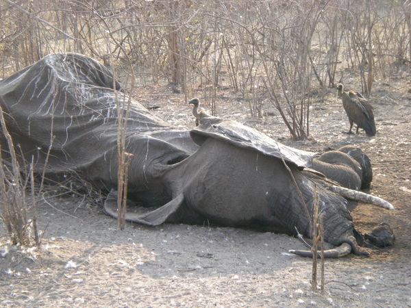 Dead elephant