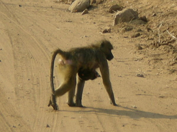 Monkey carrying baby