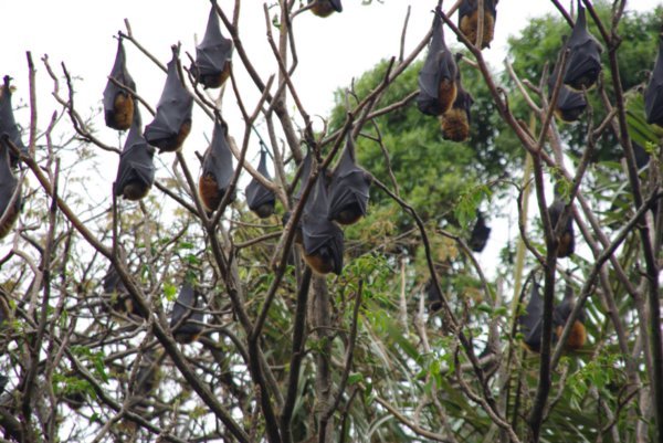 Fruit Bats in the Botanical Gardens