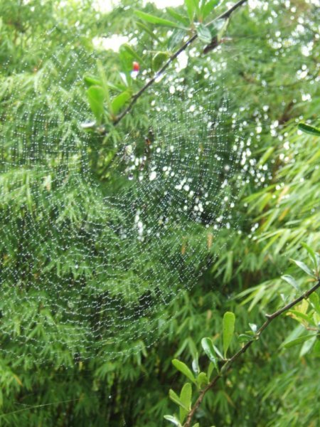 HUGE SPIDER WEBS