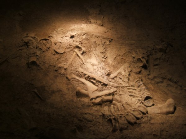 dinosaur skeleton in ground