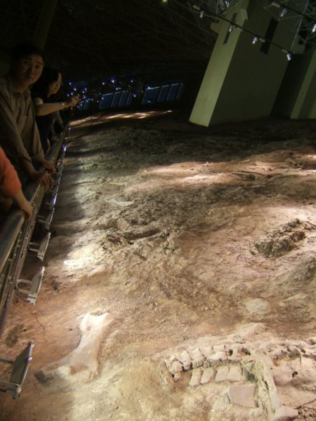 FOSSIL VIEWING AREA