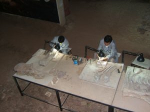 TECHNCIANS CLEANING FOSSILS
