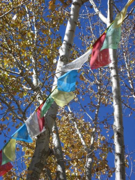 Autumn Leaves Amidst Prayer Flags