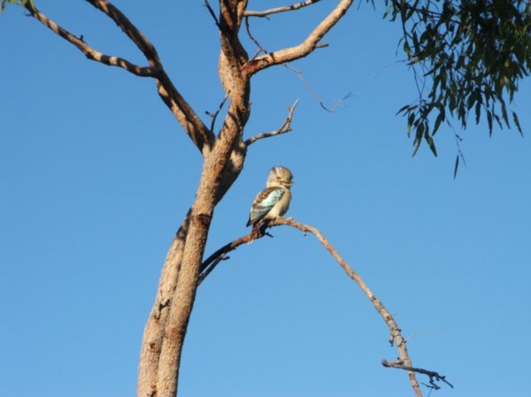 Kurrajong campground -  brazen Blue Winged Kookaburra